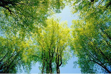 《古墓丽影》新作让玩家忧虑 劳拉变肌肉女失去魅力？